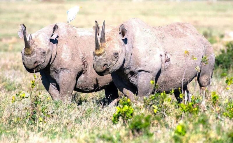 From Nairobi: Ol Pejeta Conservancy Day Trip with Game Drive - The Highlights: Why This Tour Is Worth It