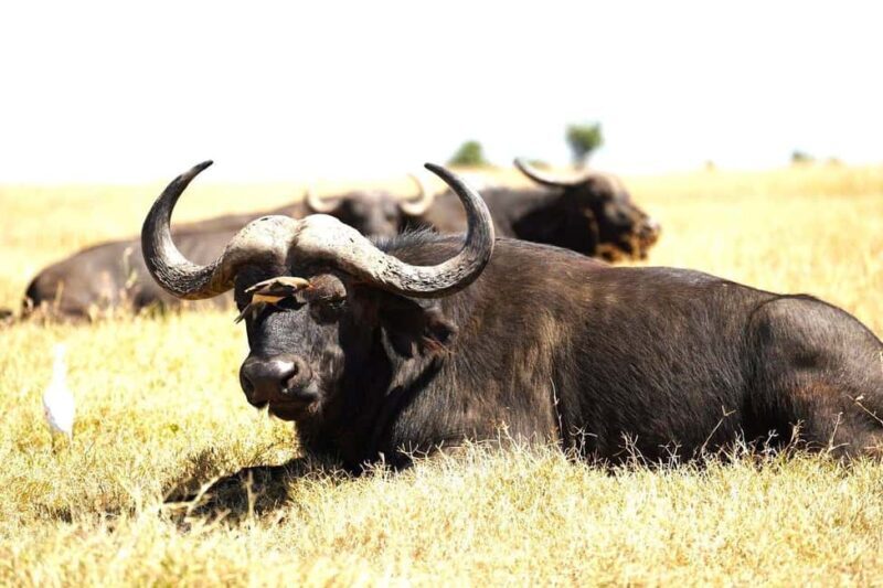 From Nairobi: Ol Pejeta Conservancy Day Trip with Game Drive - Who Should Consider This Tour?