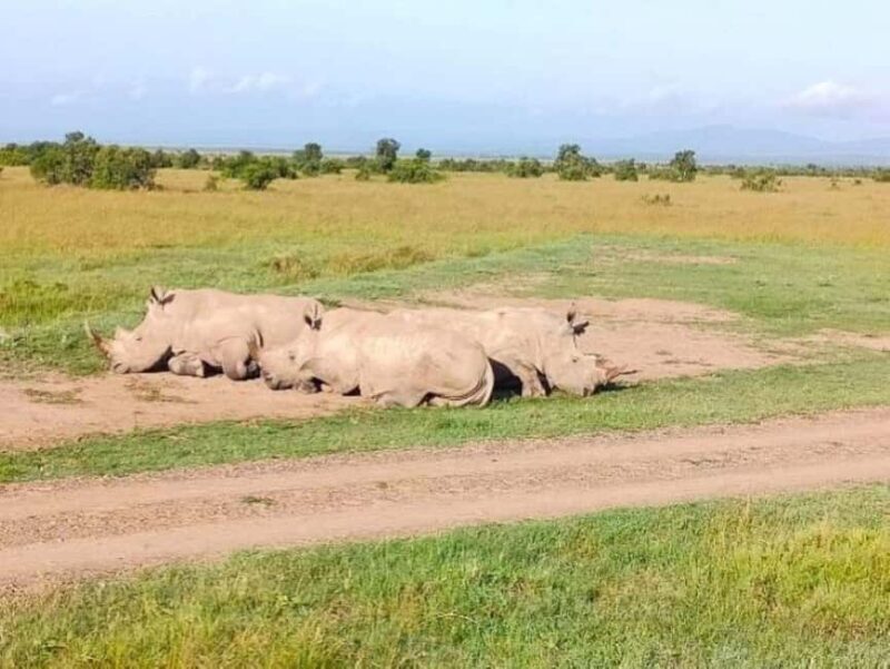 From Nairobi: Ol Pejeta Conservancy Day Trip with Game Drive - FAQ
