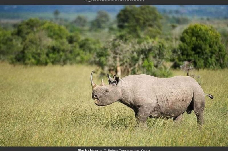 From Nairobi: Ol Pejeta Conservancy Day Trip with Game Drive - Key Points