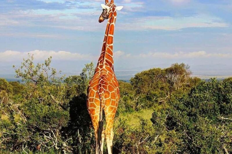 From Nairobi: Ol Pejeta Conservancy Day Trip with Game Drive - Detailed Review of the Ol Pejeta Conservancy Day Trip