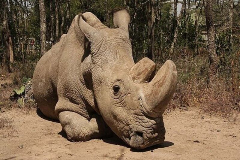 From Nairobi: Ol Pejeta Conservancy Day Trip with Game Drive - Why This Tour Offers Great Value