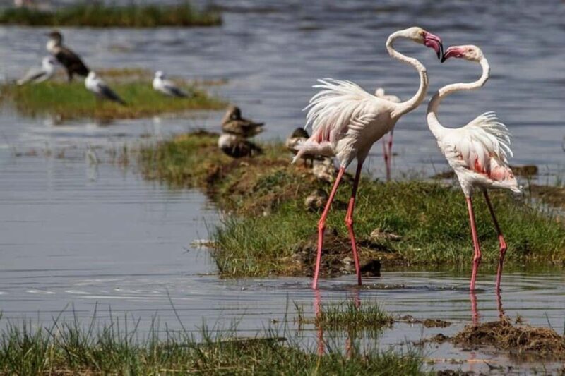 From Nairobi: Overnight Lake Nakuru and Hells Gate - Introduction