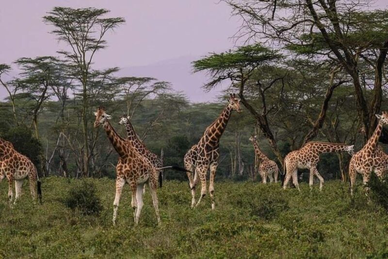 From Nairobi: Overnight Lake Nakuru and Hells Gate - Picnic Lunch and Return to Nairobi