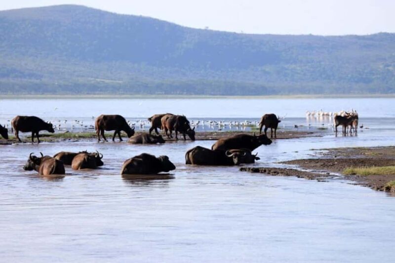 From Nairobi: Overnight Lake Nakuru and Naivasha Safari - Who Is This Tour Best For?