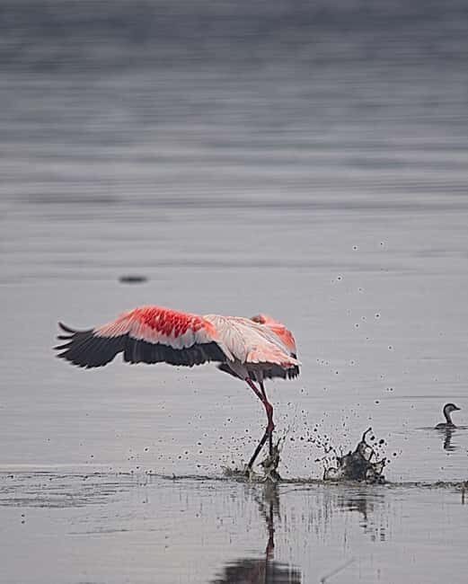 From Nairobi: Overnight Lake Nakuru & Hell's Gate Park - The Sum Up