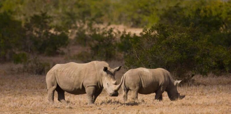 From Nairobi: Overnight Ol Pejeta Conservancy Safari - An In-Depth Look at the Ol Pejeta Safari Experience