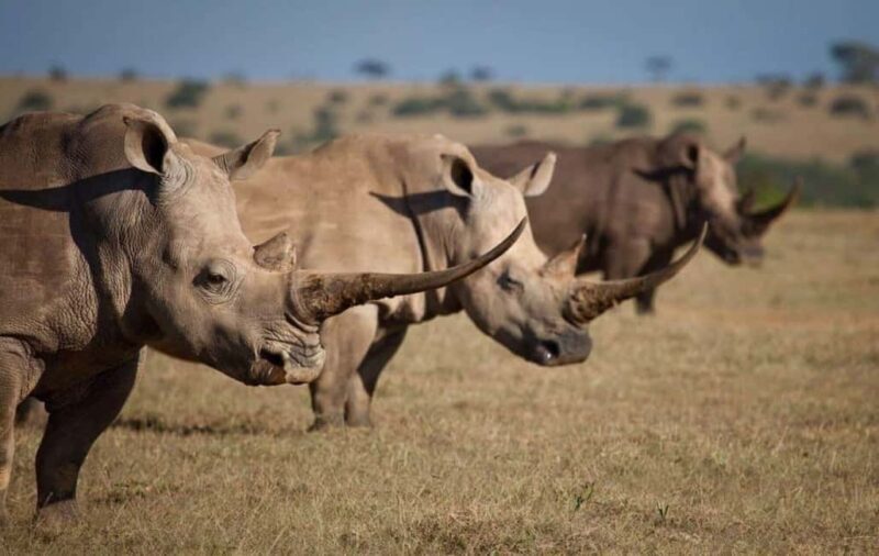 From Nairobi: Overnight Ol Pejeta Conservancy Safari - Practical Tips for Your Safari  