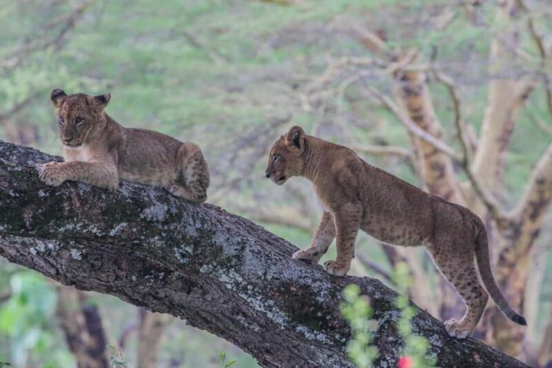 From Nairobi: Private Day Tour to Lake Nakuru National Park - The Practical Aspects: What You Need to Know