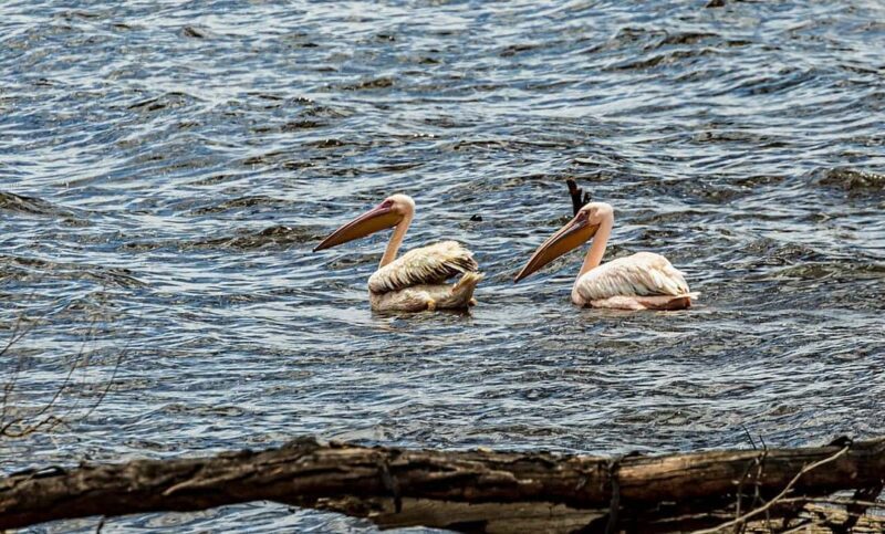 From Nairobi: Private Day Tour to Lake Nakuru National Park - Who is This Tour Best Suited For?