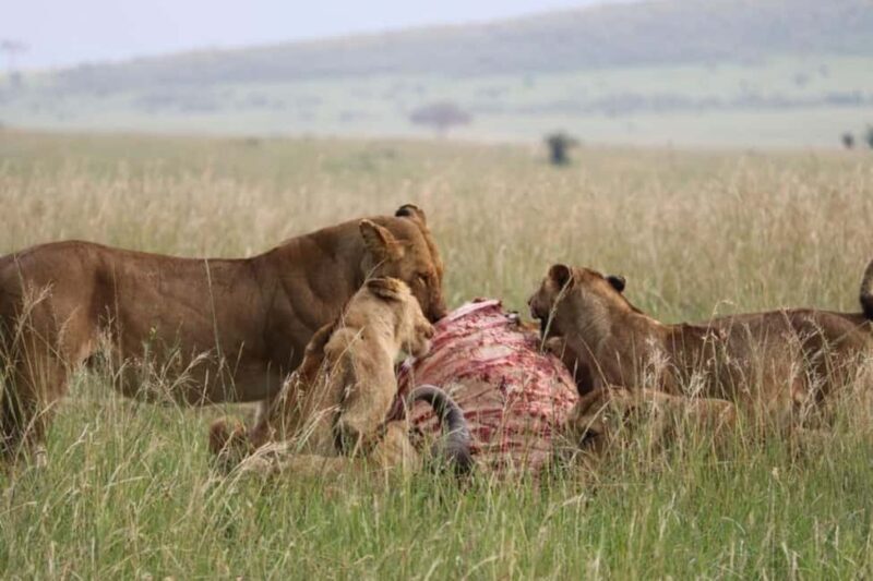 From Nairobi Safari: 4-Day Maasai Mara and Lake Nakuru - Introduction: What to Expect from a 4-Day Kenyan Safari
