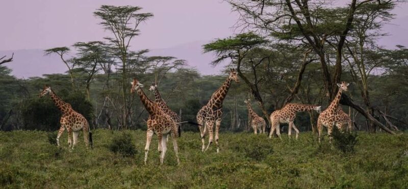 From Nairobi Safari: 4-Day Maasai Mara and Lake Nakuru - Practical Details and Travel Tips