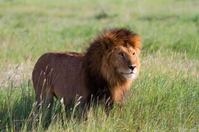 From Nairobi Safari: 4-Day Maasai Mara and Lake Nakuru - Authentic Insights from Reviews