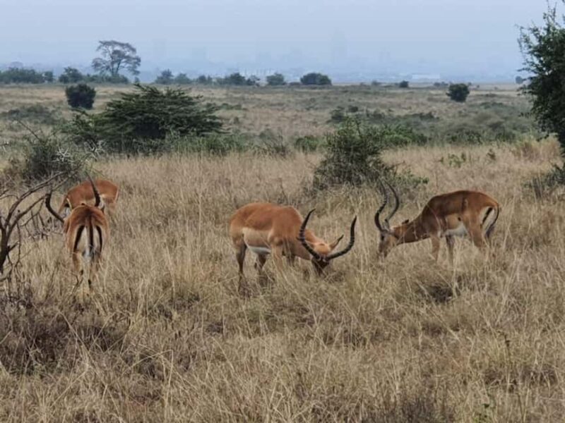 From Nairobi Safari: 4-Day Maasai Mara and Lake Nakuru - FAQ