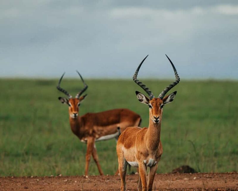 From Nairobi: Soroi Lions Bluff 3-day Safari & Accommodation - Introduction