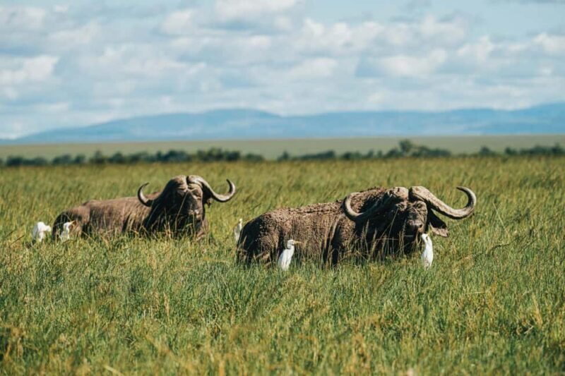 From Nairobi: Soroi Lions Bluff 3-day Safari & Accommodation - Key Points