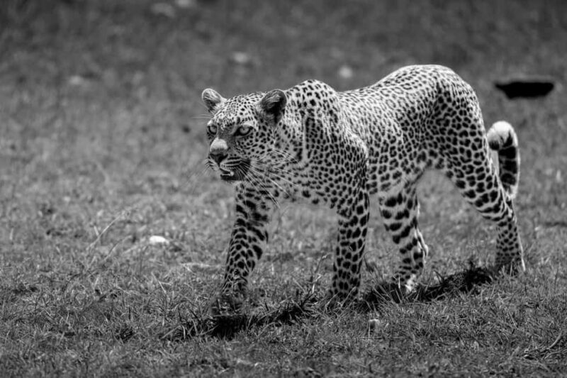 From Nairobi: Soroi Lions Bluff 3-day Safari & Accommodation - Starting From Nairobi: Convenient Pickup & Early Departure