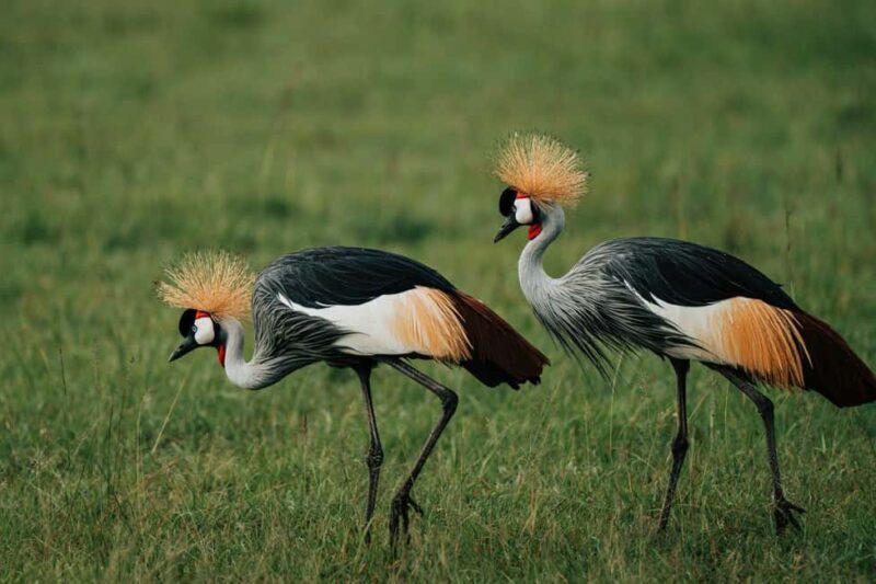 From Nairobi: Soroi Lions Bluff 3-day Safari & Accommodation - Day 1: Lumo Conservancy and Game Drive