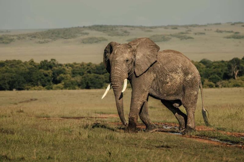 From Nairobi: Soroi Lions Bluff 3-day Safari & Accommodation - Day 3: Scenic Return & En Route Game Drive