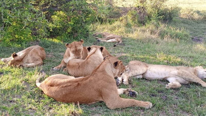 From Nairobi to Masai Mara: 3-Day 2- Nights in Masai Mara - An In-Depth Look at the 3-Day Maasai Mara Safari