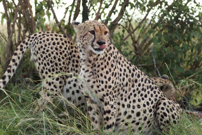 From Nairobi to Masai Mara: 3-Day 2- Nights in Masai Mara - Final Thoughts: Is This Safari for You?