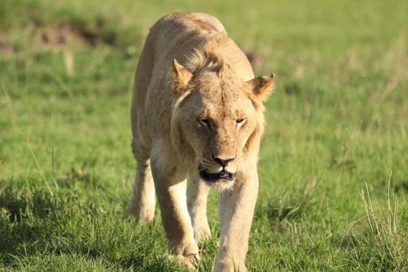 From Nairobi to Masai Mara: 3-Day 2- Nights in Masai Mara - FAQ