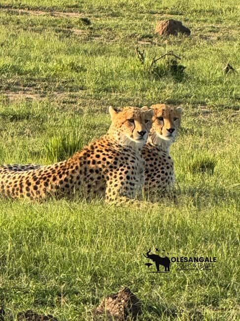 From Nairobi to Masai Mara Reserve & Village visit Day trip - A Practical Overview of the Itinerary