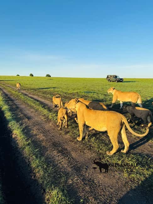 From Nairobi to Masai Mara Reserve & Village visit Day trip - Insights from Reviews: Authenticity and Professionalism