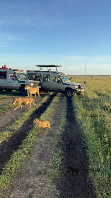 From Nairobi to Masai Mara Reserve & Village visit Day trip - Practical Tips for Your Trip