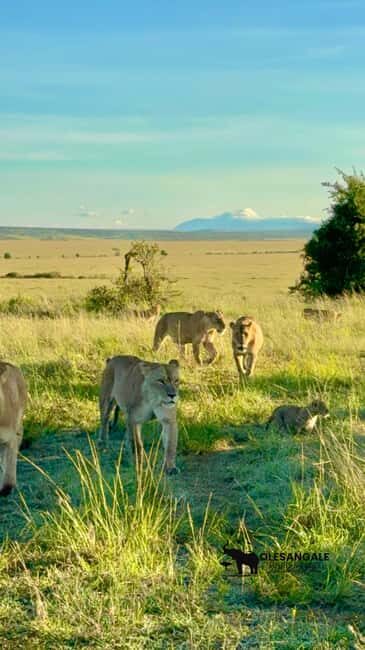 From Nairobi to Masai Mara Reserve & Village visit Day trip - Who Is This Tour Best For?