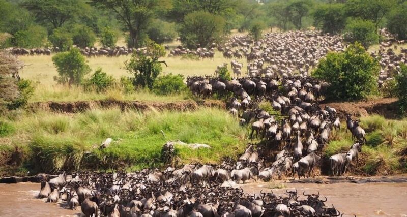 From Nairobi:3-Days 2-Nights Maasai Mara Group Safari in 4WD - Key Points