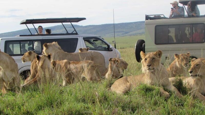 From Nairobi:3-Days 2-Nights Maasai Mara Group Safari in 4WD - Authentic Encounters and Reviews