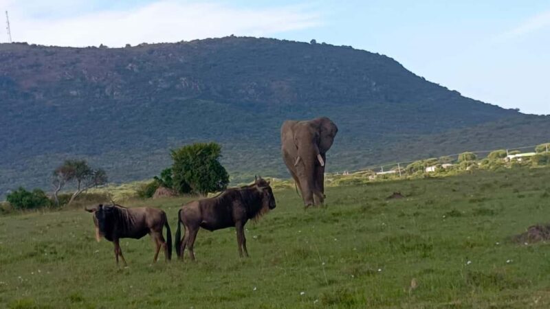 From Nairobi:3-Days 2-Nights Maasai Mara Group Safari in 4WD - Who Is This Safari Best For?