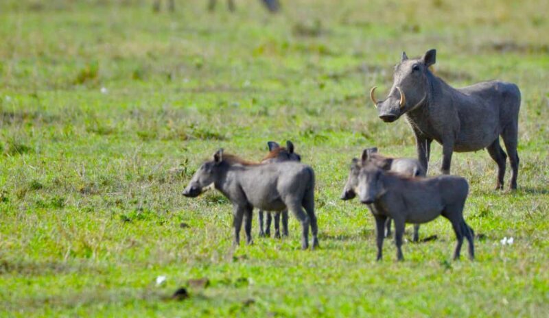From Nairobi:3-Days 2-Nights Maasai Mara Group Safari in 4WD - FAQs