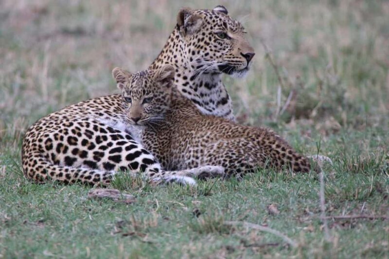 From Nairobi:3-Days 2-Nights Maasai Mara Group Safari in 4WD - Final Thoughts