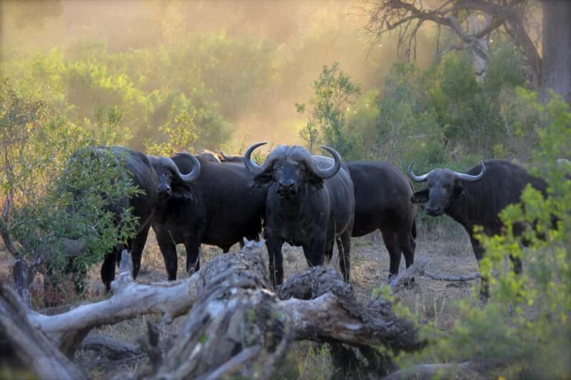 From Nairobi:3 Days 2 Nights Masai Mara Group Joining Safari - An In-Depth Look at the Masai Mara Safari Experience