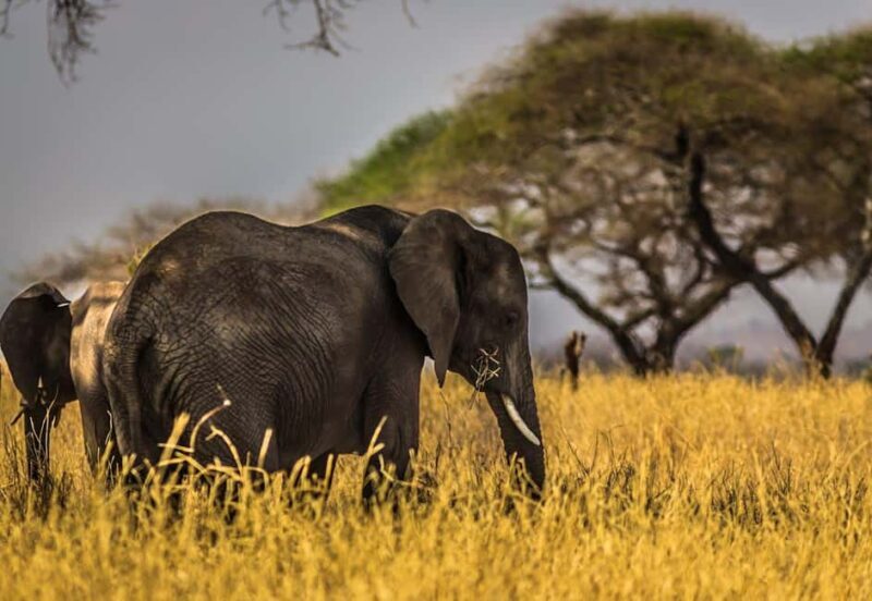 From Nairobi:3 Days 2 Nights Masai Mara Group Joining Safari - Practical Details and Tips