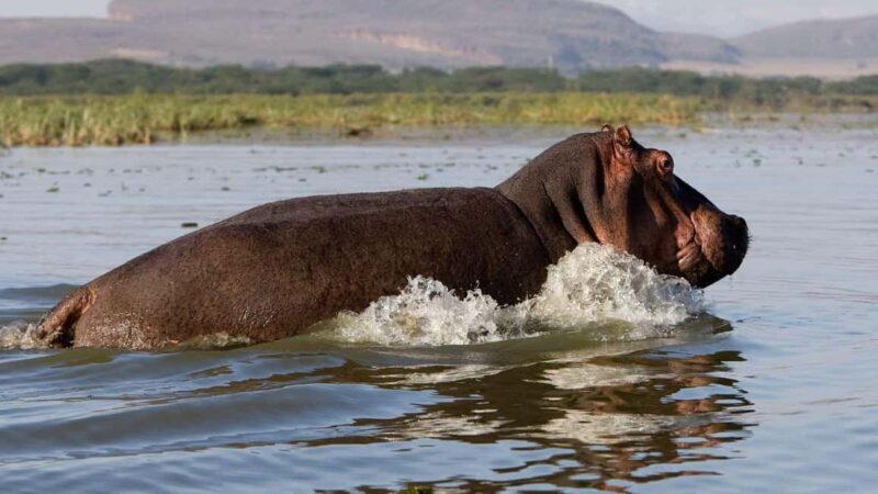 From Nairobi:Full Day Tour to Hells Gate National Park - Key Points