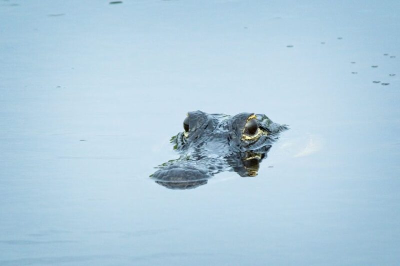 From Naples: 10,000 Islands Boat Trip & Everglades Walk! - From Naples: 10,000 Islands Boat Trip & Everglades Walk!  