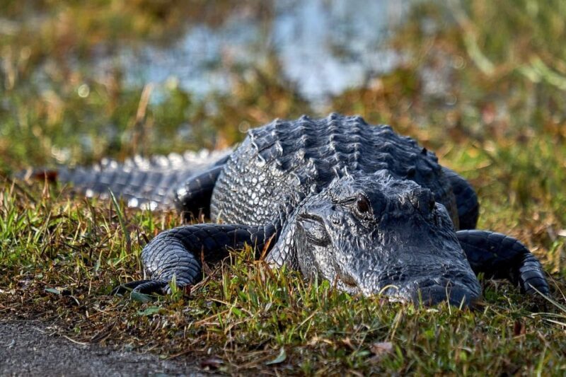 From Naples: 10,000 Islands Boat Trip & Everglades Walk! - In-Depth Look at the Tour Experience  