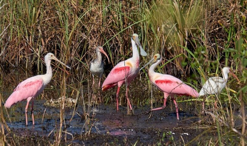 From Naples: 10,000 Islands Boat Trip & Everglades Walk! - Final Thoughts  