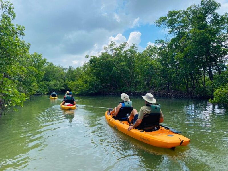 from-naples-fl-marco-island-mangroves-kayak-or-paddle-tour