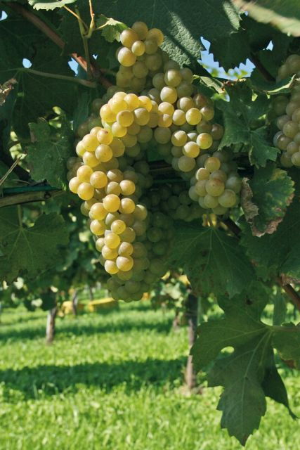 from-naples-irpinia-wine-tour-with-6-tastings