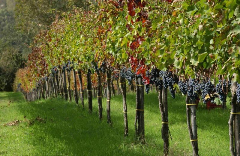 from-naples-irpinia-wine-tour-with-6-tastings