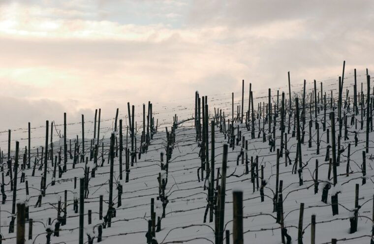 from-naples-irpinia-wine-tour-with-6-tastings