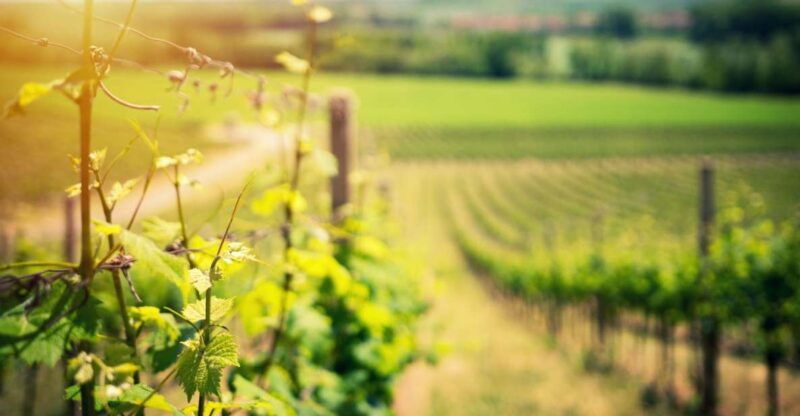 from-naples-pompeii-and-wine-tasting-tour-with-lunch