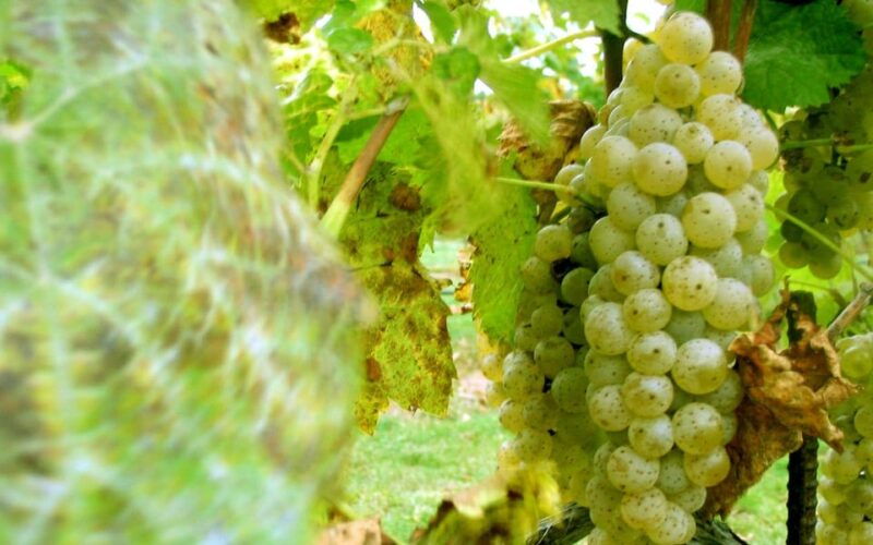 from-naples-pompeii-vesuvius-wine-tasting-light-lunch