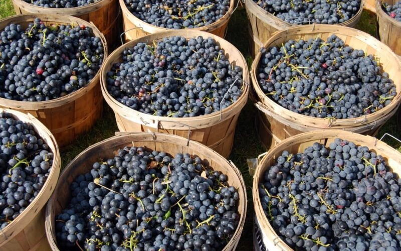 from-naples-pompeii-vesuvius-wine-tasting-light-lunch