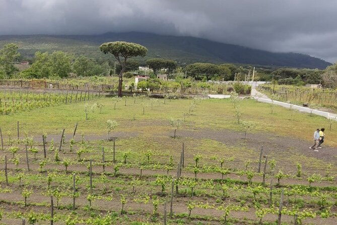 from-naples-pompeii-wine-tasting-private-day-tour-2
