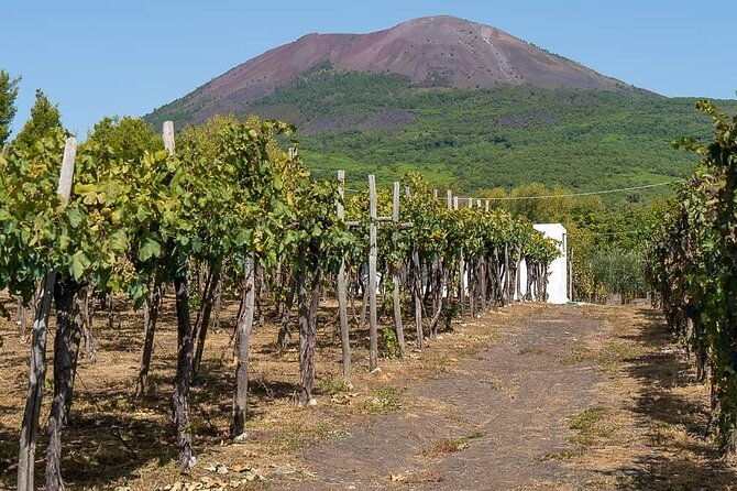 from-naples-pompeii-wine-tasting-private-day-tour
